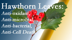 Manchester Chiropractic & Sports Injuries presents new research regarding the flavonoids of the hawthorn tree leaves’ extract that are antioxidant, antibacterial, antimicrobial and anti-cell death. 