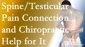 Manchester Chiropractic & Sports Injuries shares recent research on the connection of testicular pain to the spine and how chiropractic care helps its relief.