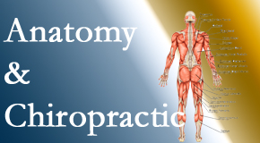 Manchester Chiropractic & Sports Injuries proudly delivers chiropractic care based on knowledge of anatomy to diagnose and treat spine related pain.
