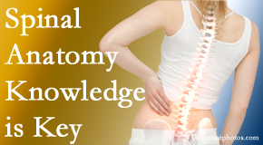 Manchester Chiropractic & Sports Injuries understands spinal anatomy well – a benefit to everyday chiropractic practice!