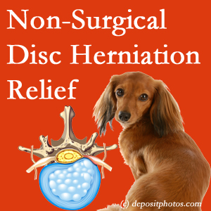 Often, the Manchester disc herniation treatment at Manchester Chiropractic & Sports Injuries effectively reduces back pain for those with disc herniation. (Veterinarians treat dachshunds’ discs conservatively, too!) 