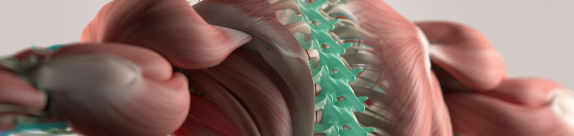 Manchester thoracic spine