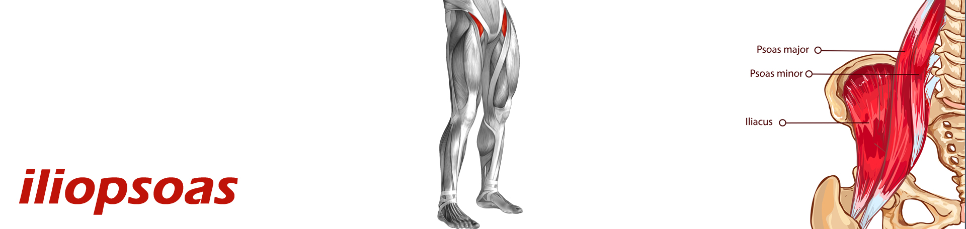 Manchester Back Pain and Iliopsoas Muscle Link