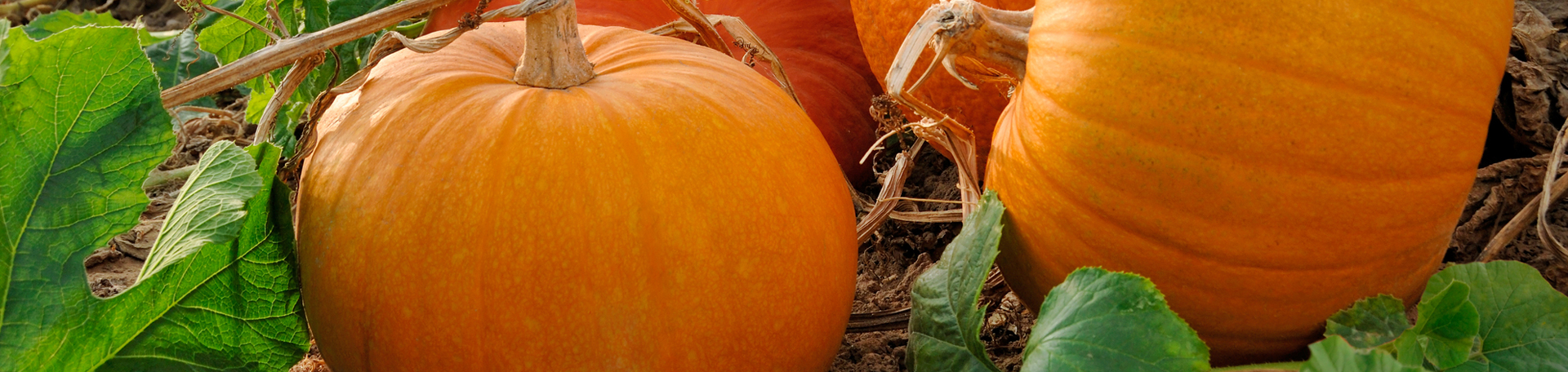 Manchester Pumpkin Leaves’ help for disc degeneration